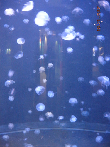 A tank of pale jellyfish are floating and glowing together