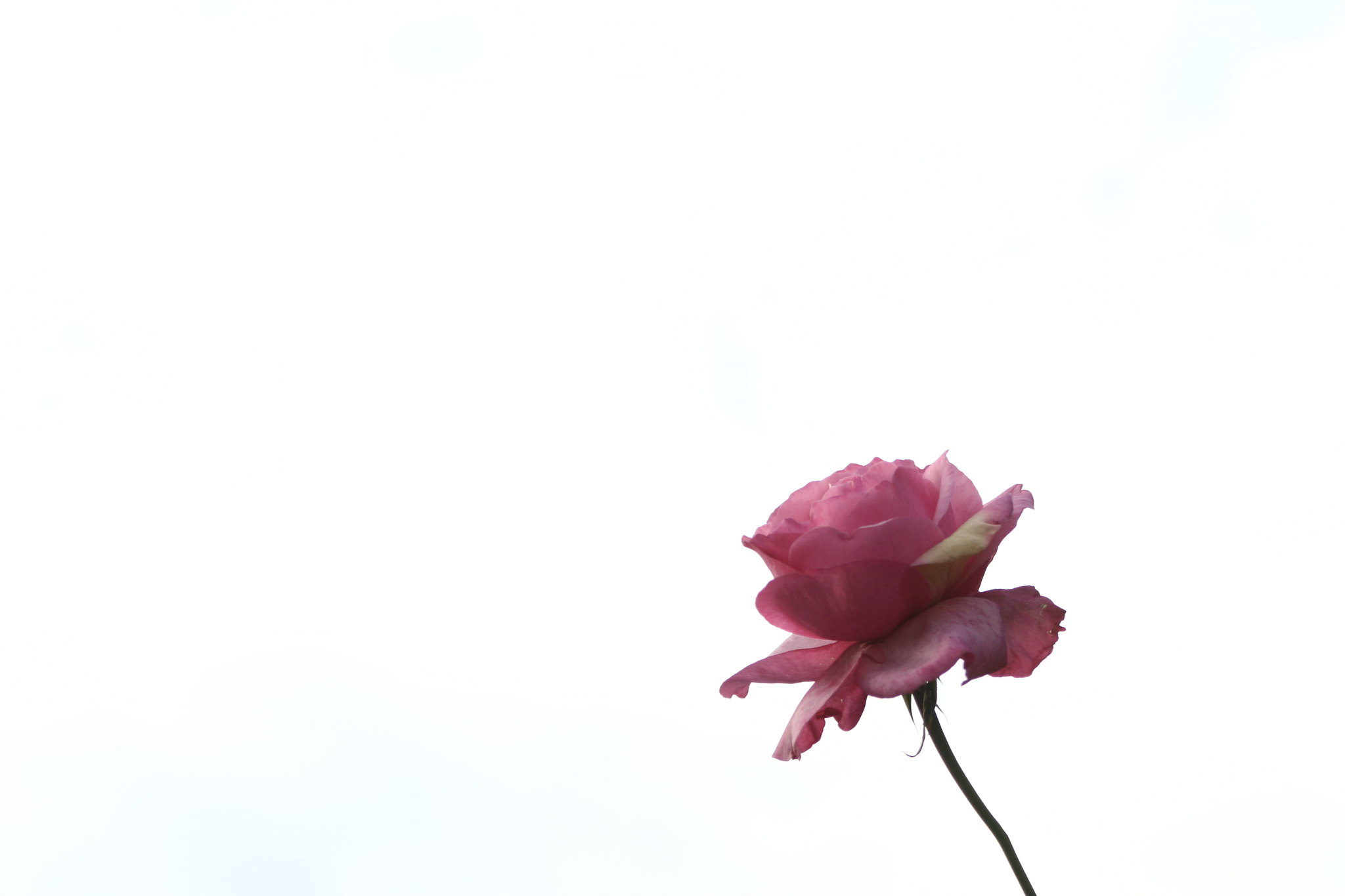 Pink rose, January sky