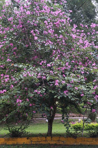 Hong Kong\'s flower, Bauhinia, are nicely blooming here too