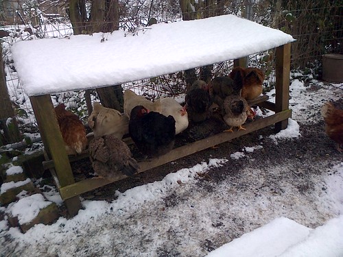 hens perched in shelter Jan 13