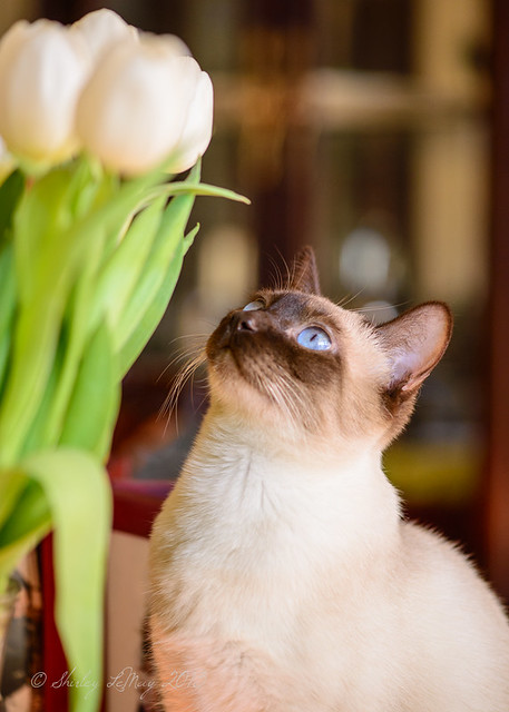 Checking Out the Flowers
