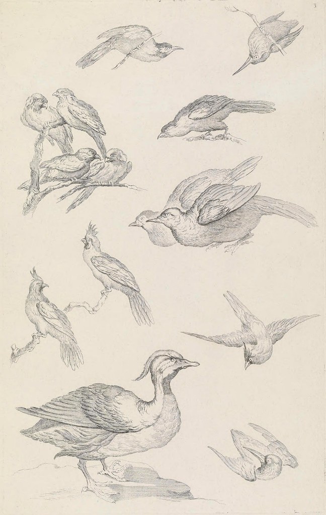 18th century ornithological engraving