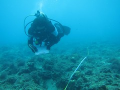小琉球珊瑚礁體檢