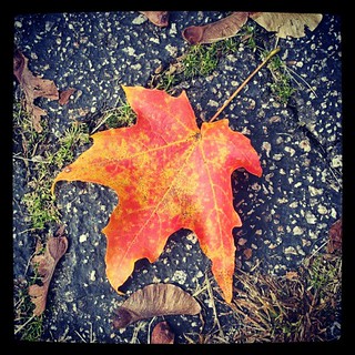 My favorite time of year! #fall #foliage #leaf #newhampshire #driveway #leaves #red #orange #love #happy #inspiration #photooftheday #picoftheday