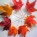 AUTUMN LEAVES COLLECTED 10-18-12