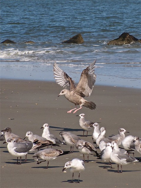 Herring and Laughing Gulls at the North Beach at Tybee Island