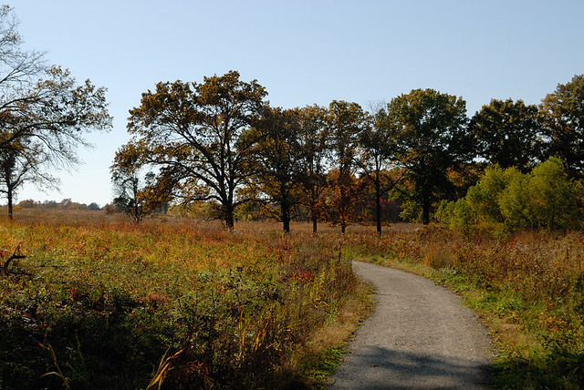 Shaw Nature Reserve (the Arboretum), in Gray Summit, Missouri, USA - trees and path