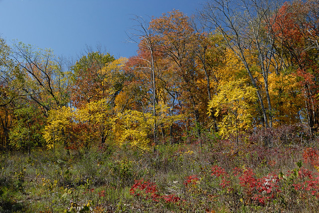 Shaw Nature Reserve (the Arboretum), in Gray Summit, Missouri, USA - autumn colors in glade