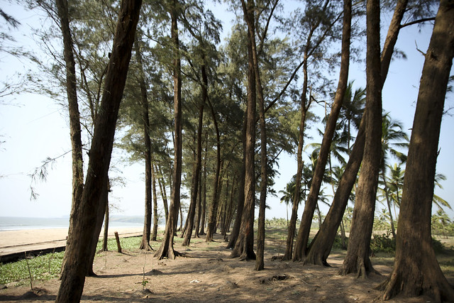 Kerim Beach, with its pines