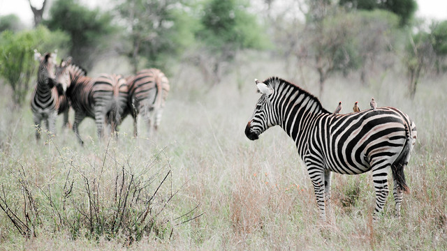 Zebra and friends