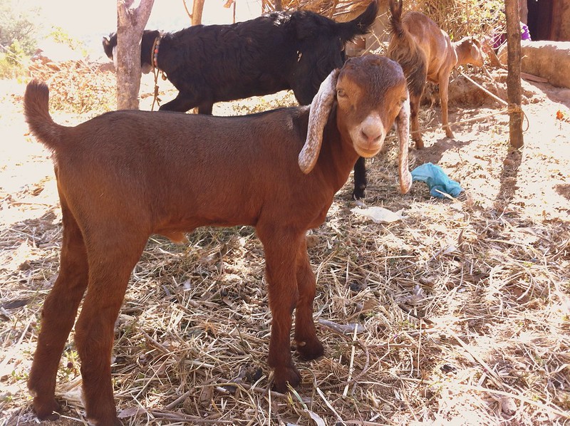 Goat kid at Kothiwade