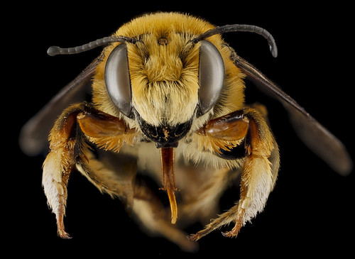 Megachile fortis, U, face, Jackson County, South Dakota_2013-01-29-17.33.29 ZS PMax