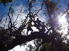 Chris Bates, Landon Heavener, and David Yoder in a tree along the hike