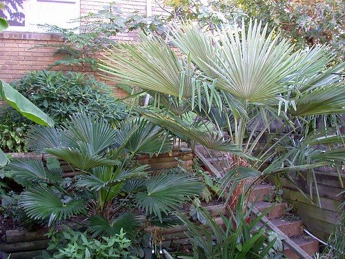 Hardy palms