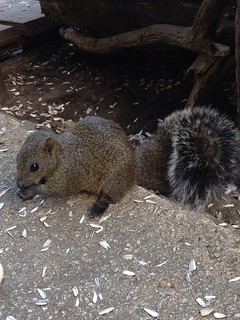 Machida squirrel garden