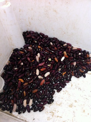 Shelling dried beans at Fresh City Farms