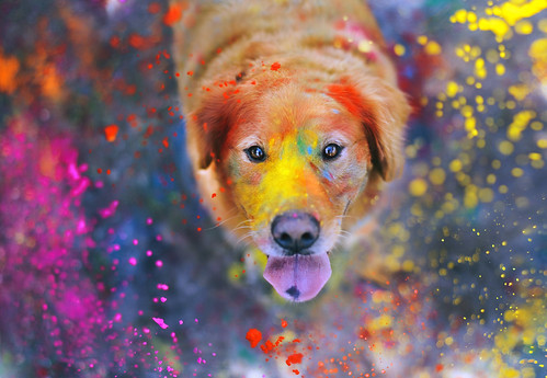 The Explosion of Colors  42/52 by sprinkle happiness