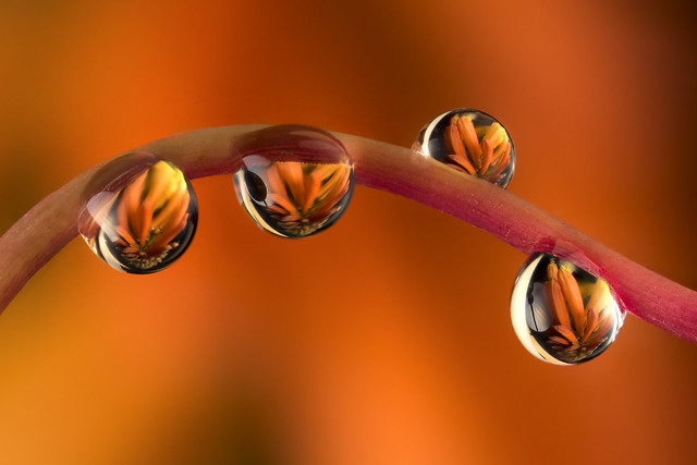 Kniphotia or "Red Hot Pokers" flower refraction in water drops