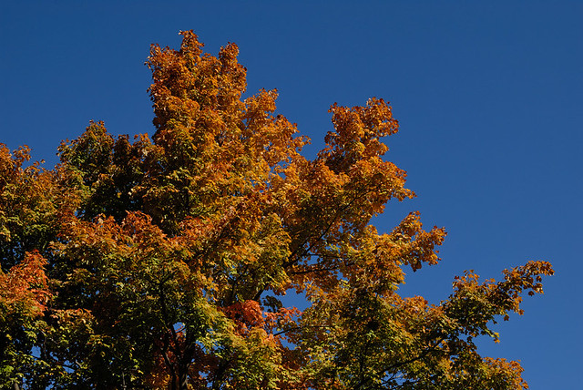 Fall folliage with dark blue sky, at Tower Grove Park, in Saint Louis, Missouri, USA