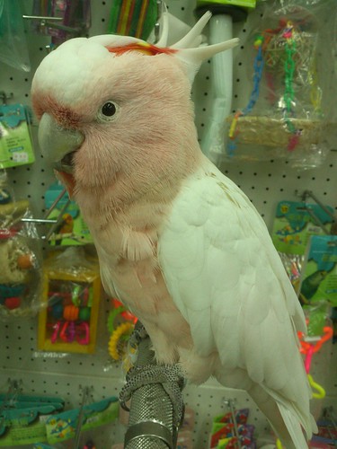 粉紅色超媚的鸚鵡