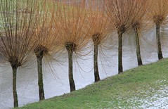 Willow trees (1)