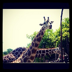 Giraffe!