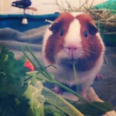 Annabelle really enjoys parsley #guineapig #cavy