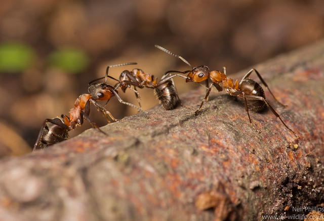 wood ants Formica rufa best