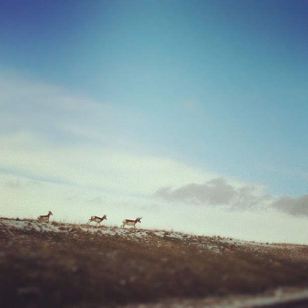 Breakable // Our cars would have gotten smashed if we hadn't all stopped to let at least 50 deer cross the road. Pretty cool sight though!! #cmglimpse