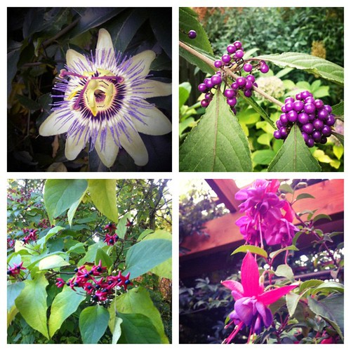 Blooms and berries in the late October garden. So much color. Grateful.