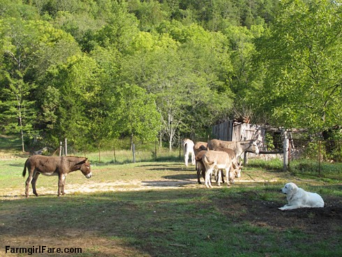 Daisy on donkey guard dog duty (7) - FarmgirlFare.com