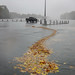 Hurricane Sandy's leaves