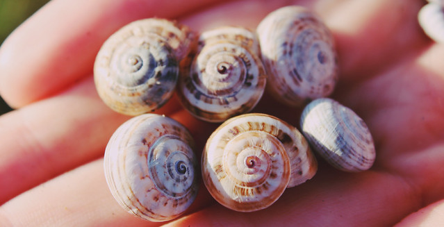 snail shells 5