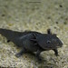 Mexican Salamander (Axolotl)