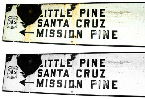 Little Pine Santa Cruz Mission Pine