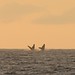 Synchronized (whale) swimming