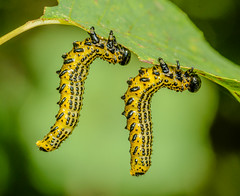 Sawflies (Symphyta)