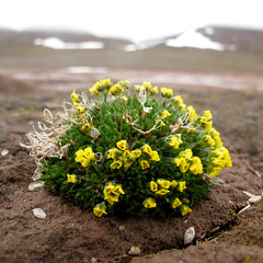 Spitsbergen: Dickson Land - 2012