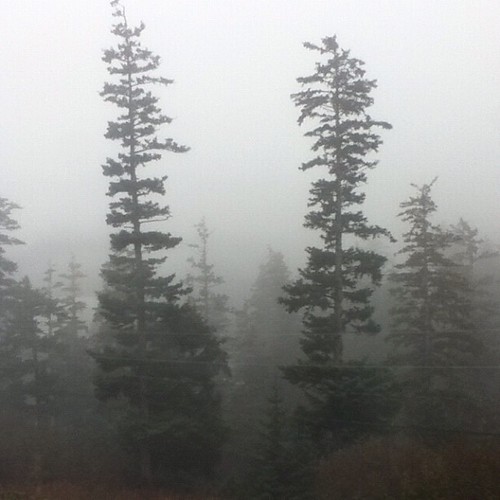 You haven't seen fog until you have lived in Kodiak. #foggedin #noplanesgettingintoday #kodiak #fog