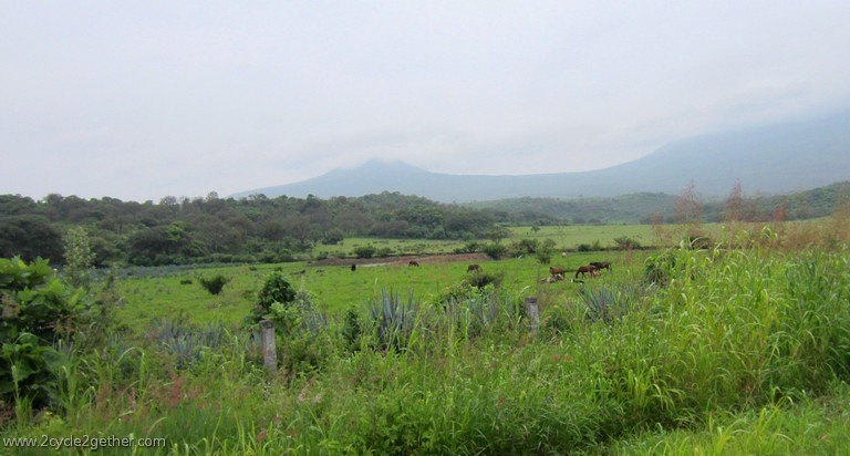 Fields in Jalisco