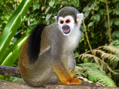 other Animals of Ecuador