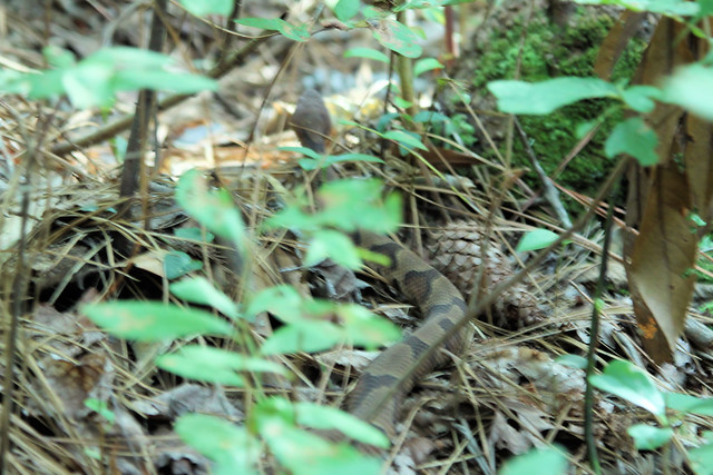 Photo from Pete's Copperhead encounter at First Landing State Park