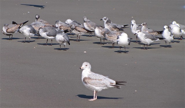 Ring-billed and Lauging Gulls at the North Beach on Tybee Island 01