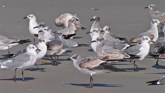 Laughing Gulls at the North Beach on Tybee Island 03