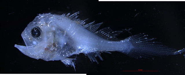 collichthys lucidus