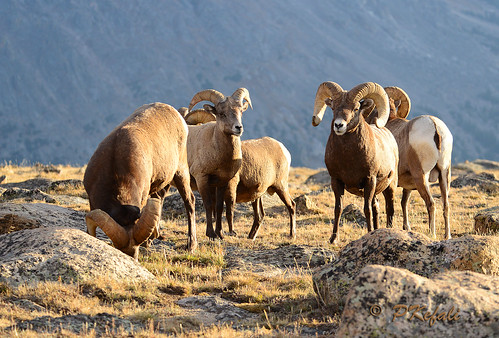 Rocky Mountain Bighorn Sheep by pkefali