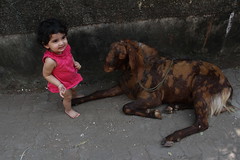 My Grand Daughter Nerjis Asif Shakir Respects Animals by firoze shakir photographerno1