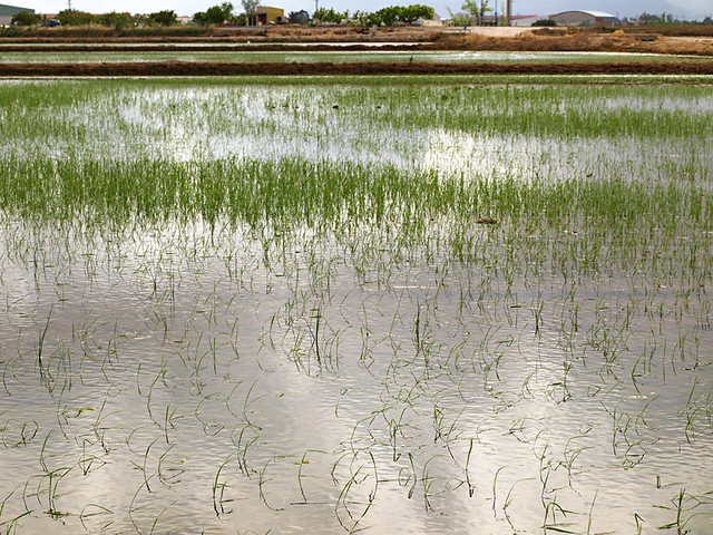 Rice Fields at the Delta del Ebro, Catalonia