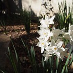 Paperwhites (Narcissus papyraceus) - 1
