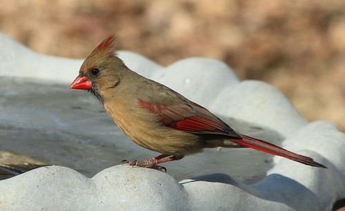 Northern Cardinal by Karen Bonsell